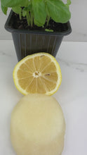 Load and play video in Gallery viewer, Basil + Lemonade Sugar Exfoliant
